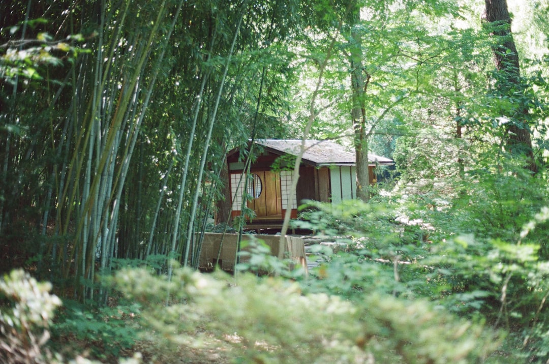 Small cabin nestled among lush green trees and bamboo.